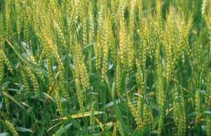 冬小麦优质高产栽培种植技术