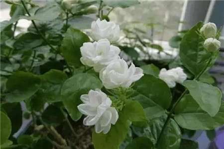 茉莉 茉莉