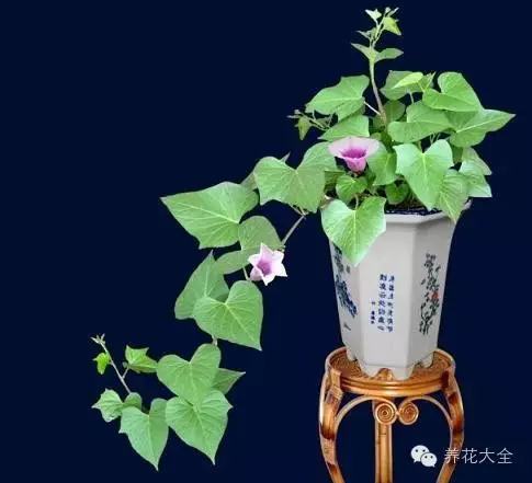5款能爬满墙的花,种客厅,邻居们都赞不绝口!