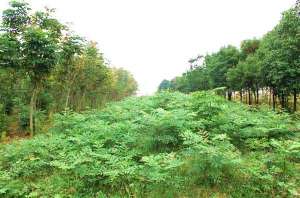 栾树的主要产地在哪你知道吗？中国栾树主产地推荐