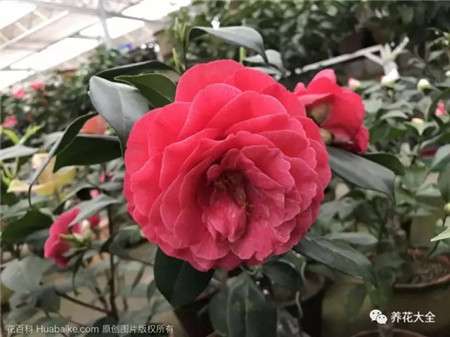 茶花 茶花