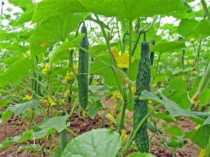 黄瓜栽培技术：黄瓜种植怎么追肥好？