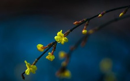 迎春花 迎春花