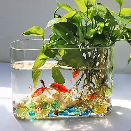 水培植物可以养鱼吗 水培植物可以养鱼吗