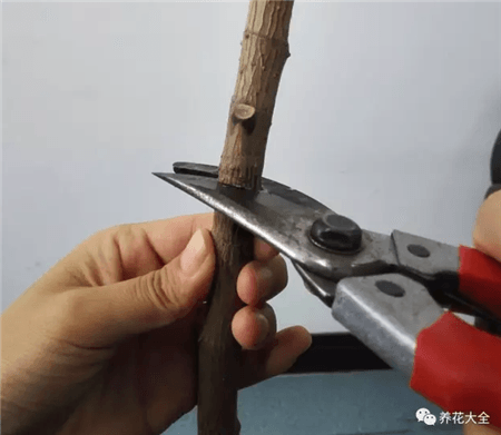 橡皮树短截 橡皮树短截