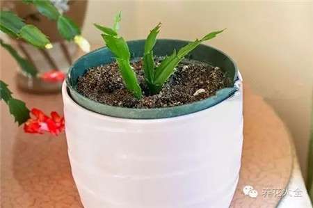 移植后的蟹爪兰 移植后的蟹爪兰