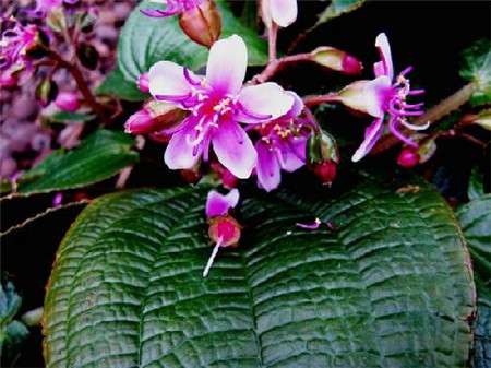 虎颜花 虎颜花