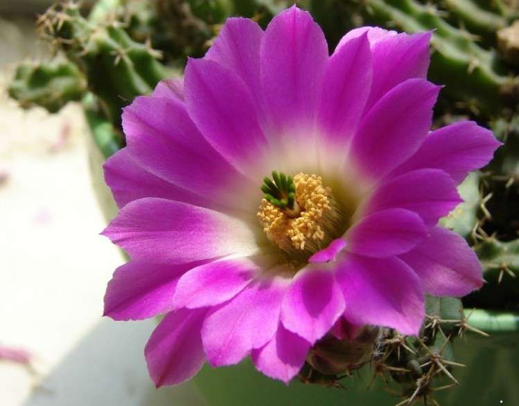 美花角 美花角
