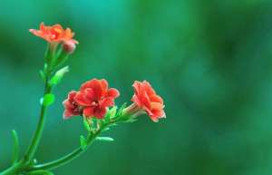 长寿花有毒吗？长寿花适合室内养吗？