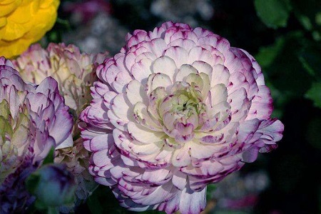 花毛茛 花毛茛
