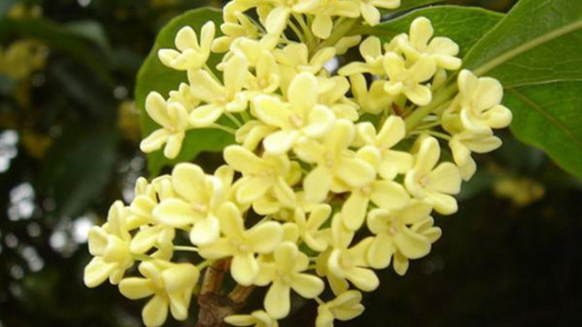 桂花的养殖和风水知识 桂花的养殖和风水知识