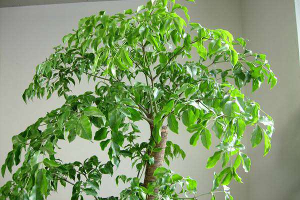 菜豆树 | 适合客厅养的水养植物 菜豆树 | 适合客厅养的水养植物
