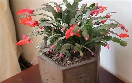 如何让蟹爪兰提前开花? 如何让蟹爪兰提前开花?