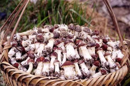 大球盖菇栽培技术视频图片