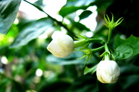 白色茉莉 白色茉莉