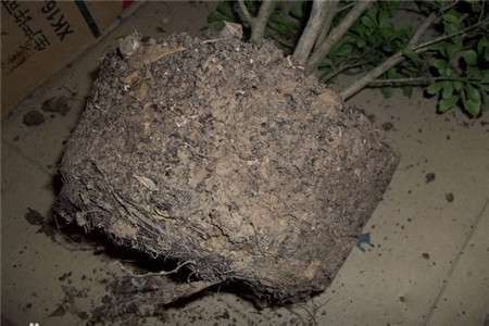 米兰换盆：将米兰花从盆中取出