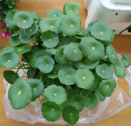 铜钱草 铜钱草