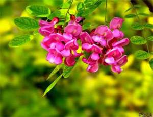 香花槐的栽培病害