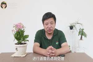 长寿花叶子发软怎么办