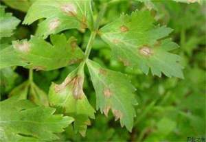 芹菜斑点病的防治技巧