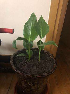 鹤望兰 鹤望兰