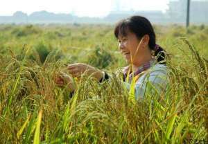 糯米种植技术之烂秧