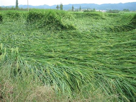水稻怎么防治倒伏、草害?