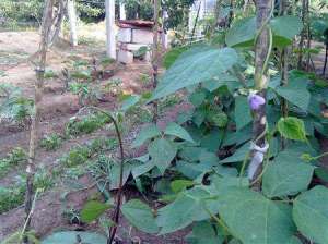 芸豆种植：芸豆什么时候施硼肥好？