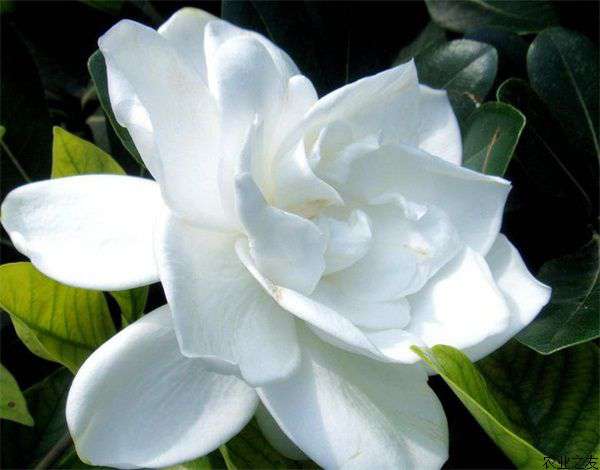 解决栀子花黄叶不开花的问题