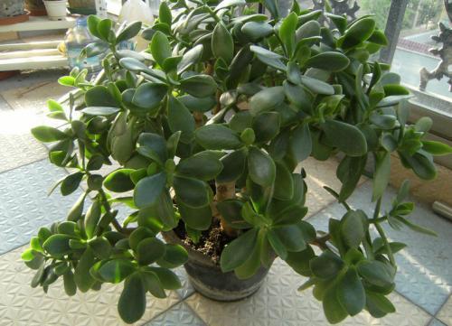 玉树 玉树