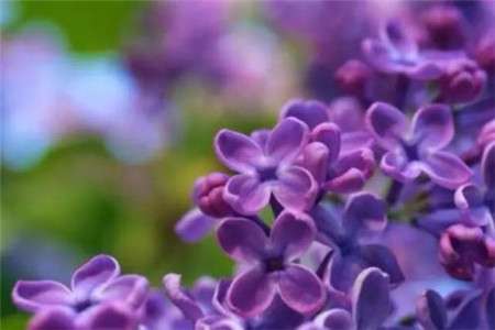 丁香花 丁香花