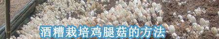 鸡腿菇的种植需要注意什么?