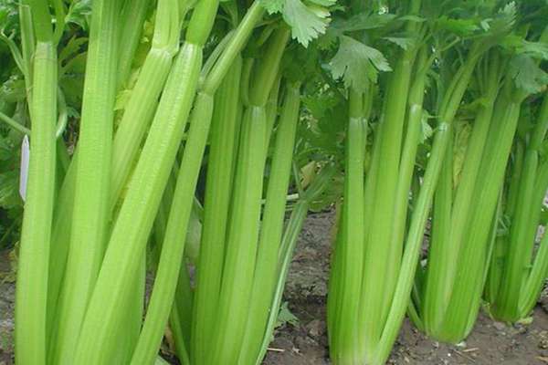 合理促控芹菜增产