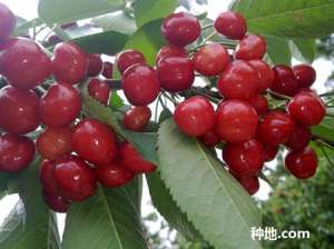大樱桃采摘期要注意什么？