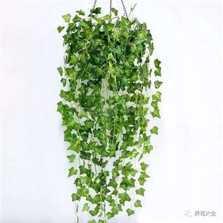 常春藤 常春藤