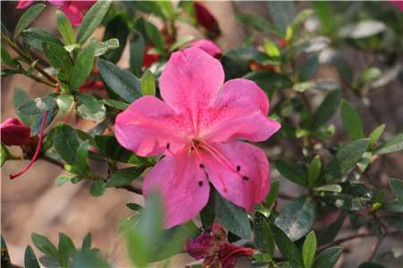 杜鹃花 杜鹃花