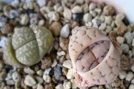 生石花 生石花
