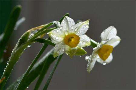 水仙花 水仙花
