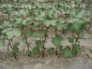 种植棉花中后期应该如何管理？