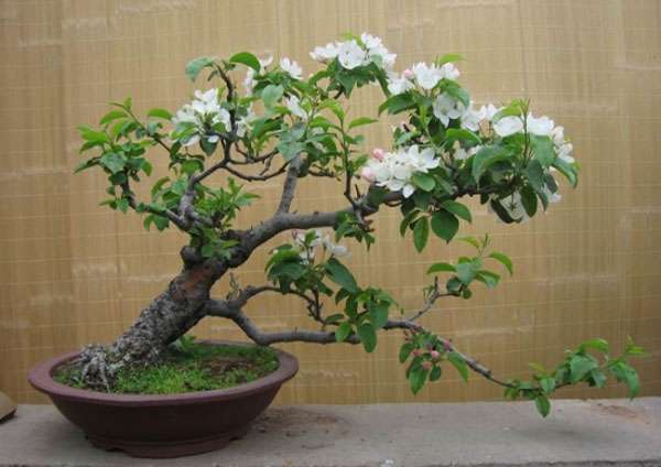 盆栽果树2.jpg