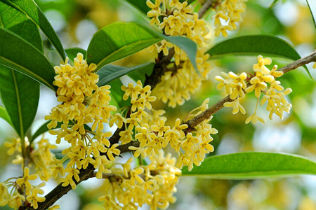 桂花 桂花