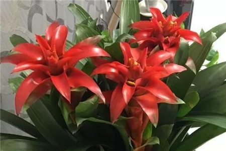 鸿运当头 鸿运当头