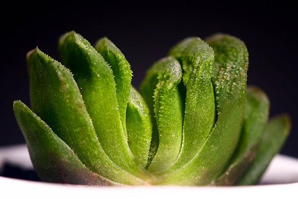 绿玉扇 绿玉扇