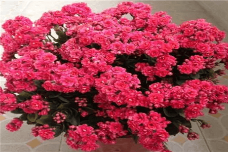 长寿花 长寿花