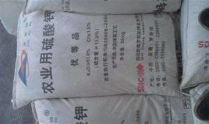 菠萝种植：菠萝入冬怎么管理？