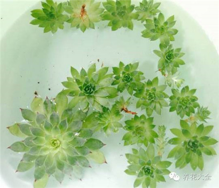 观音莲 观音莲
