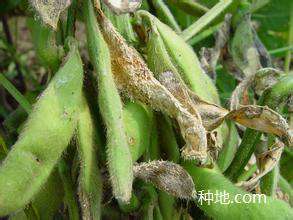 怎么是大豆菌核病怎么防治?