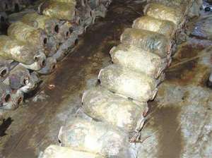 平菇栽培技术：栽培平菇有哪些方法可以增产？