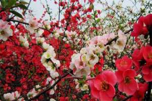 梅花种植防三害