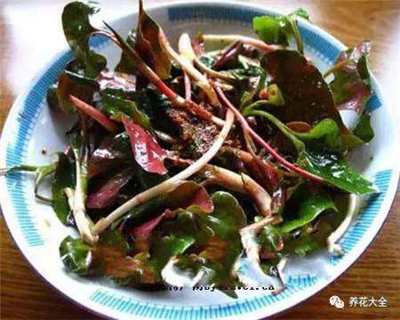 鱼腥草 鱼腥草